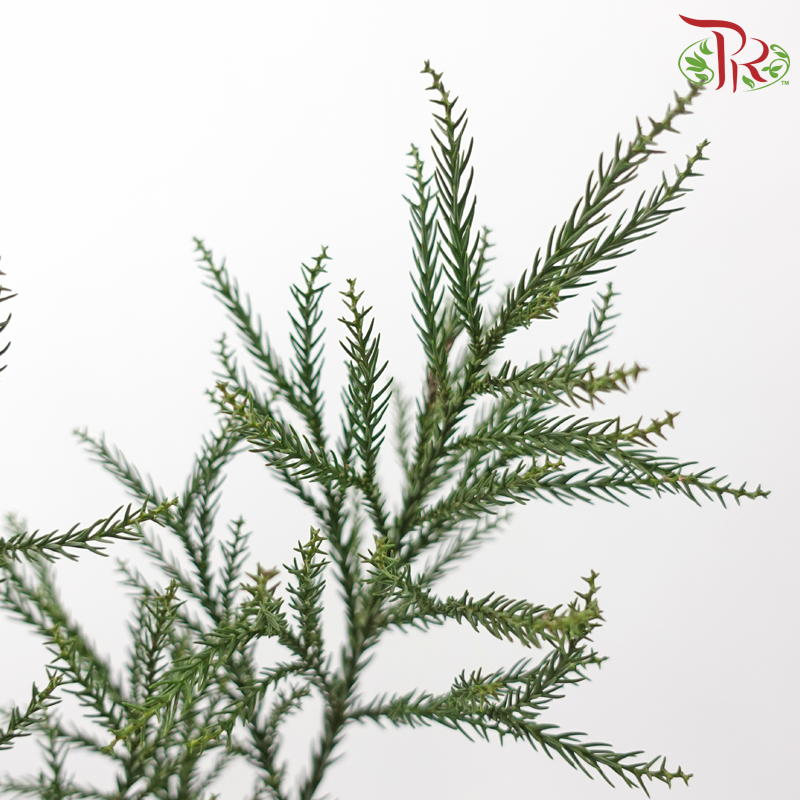 New Asparagus Fern With Flower /  Berry