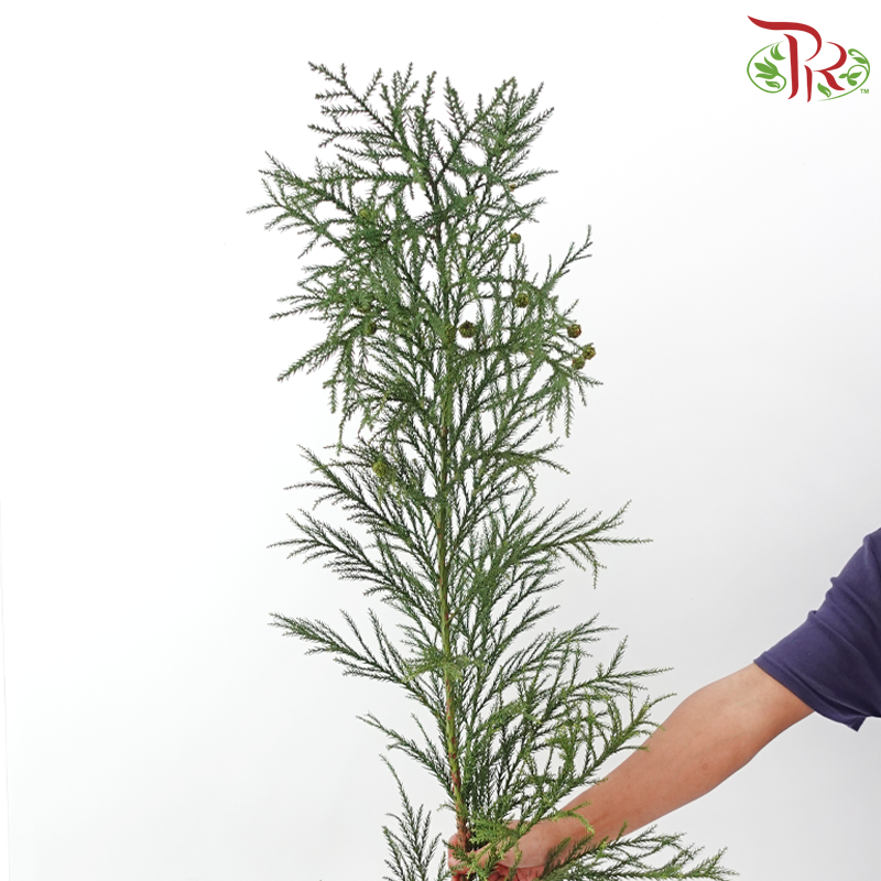 New Asparagus Fern With Flower /  Berry