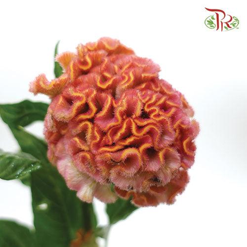 Celosia Round Peach - (5 Stems) - Pudu Ria Florist