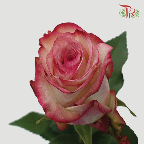 Rose - Paloma (25 Stems) - Pudu Ria Florist