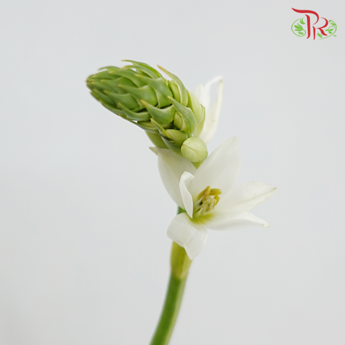 Ornithogalum Sharp - (10 Stems) - Pudu Ria Florist
