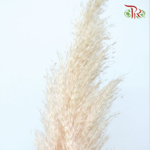 Pampas - Pink (5 Stems) - Pudu Ria Florist