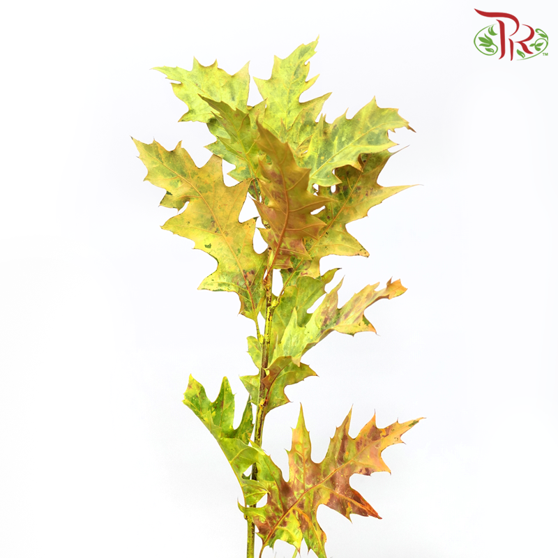Oak Leaf Dyed - Frost Orange  (5 Stems) - Pudu Ria Florist