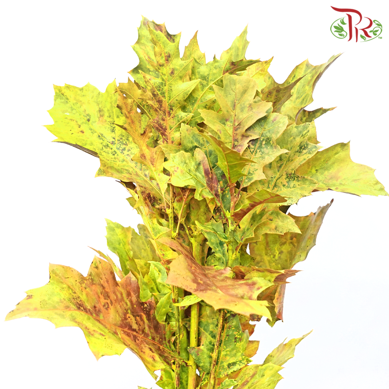 Oak Leaf Dyed - Frost Orange  (5 Stems) - Pudu Ria Florist