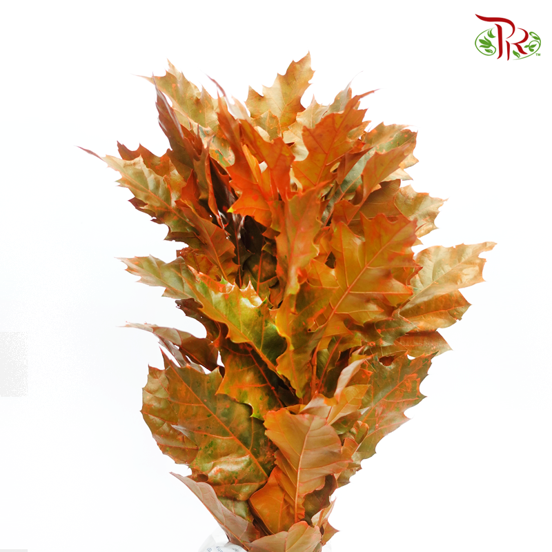 Oak Leaf Dyed - Orange (5 Stems) - Pudu Ria Florist