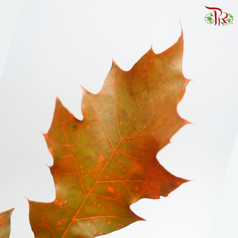 Oak Leaf Dyed - Orange (5 Stems) - Pudu Ria Florist