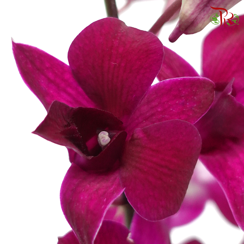 HW - Dendrobium - Orchid Full Purple (S) (5 Stems) - Pudu Ria Florist