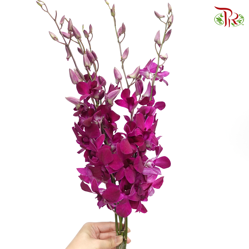 HW - Dendrobium - Orchid Full Purple (S) (5 Stems) - Pudu Ria Florist