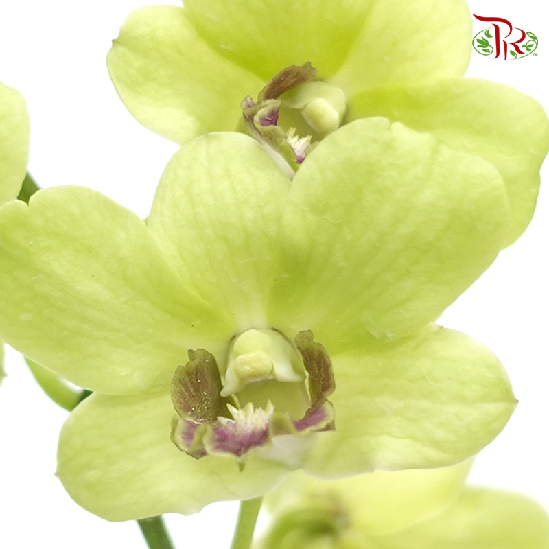 HW - Dendrobium - Orchid Green With Grey Lips (M) (5 Stems) - Pudu Ria Florist