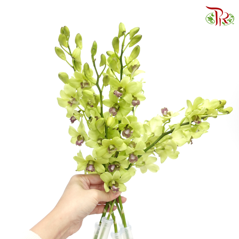 HW - Dendrobium - Orchid Green With Grey Lips (M) (5 Stems) - Pudu Ria Florist