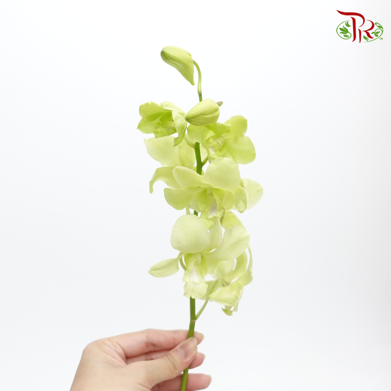 HW - Dendrobium - Orchid Apple Green (SS) (5 Stems) - Pudu Ria Florist