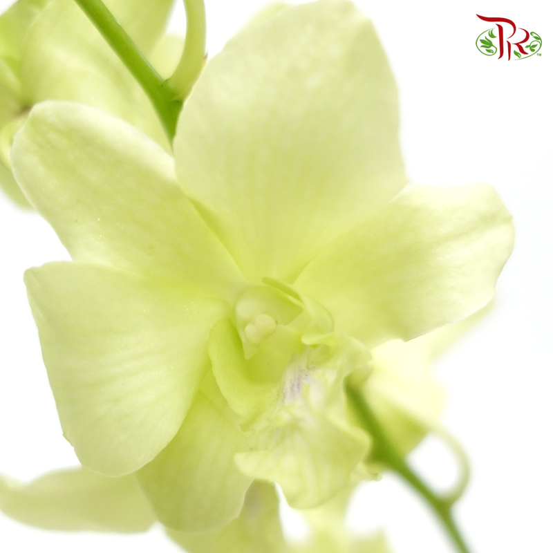 HW - Dendrobium - Orchid Apple Green (SS) (5 Stems) - Pudu Ria Florist