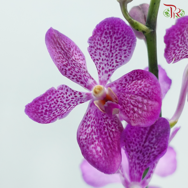 Mokara Orchid