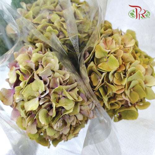 Hydrangea Mini - Antique Green / Pink (3 Stem) - Pudu Ria Florist