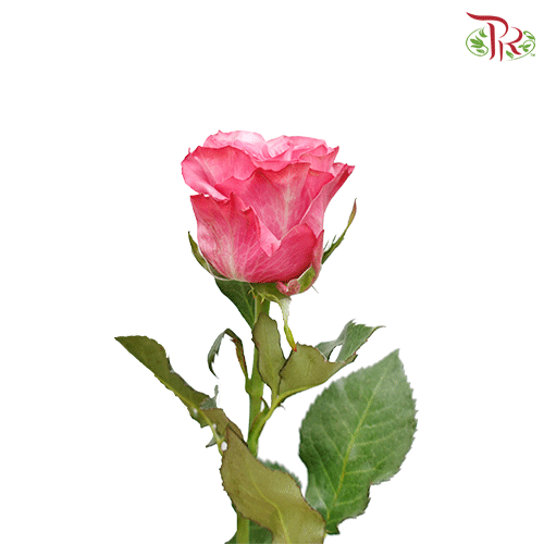 Ceres Rose - Country Bluez (25 stems) - Pudu Ria Florist