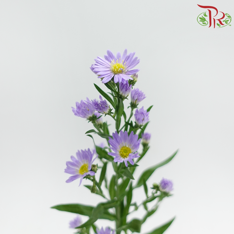 Peacock Tagetes patula 《紫菀》