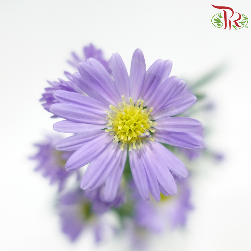 Peacock Tagetes patula 《紫菀》