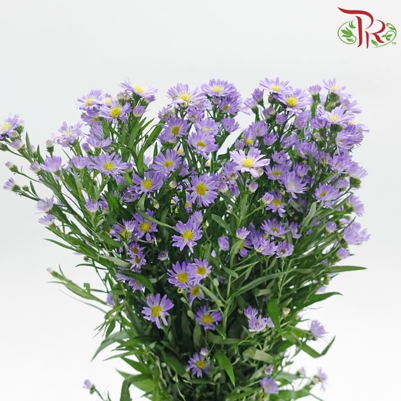 Peacock Tagetes patula 《紫菀》