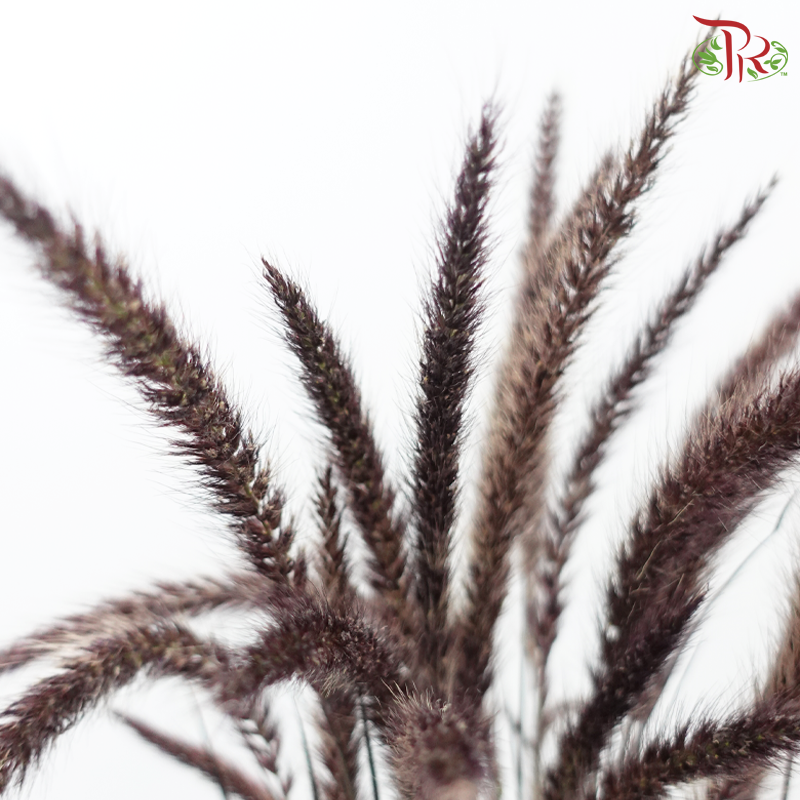 Pennisetum 《狼尾草》