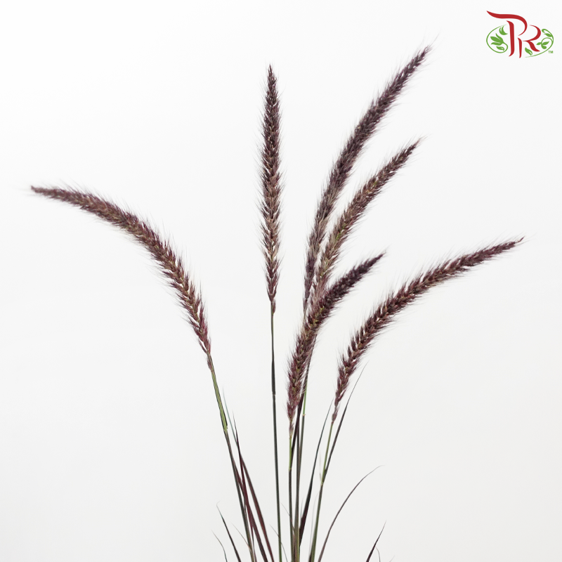 Pennisetum 《狼尾草》