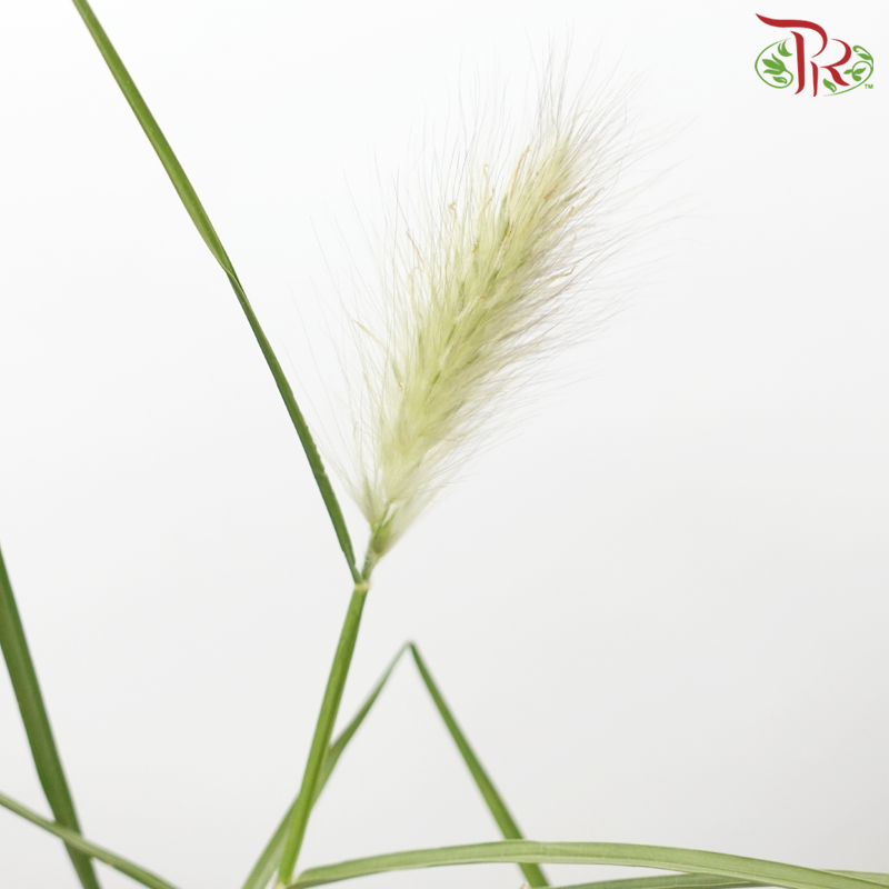 Pennisetum - Light Brown (Per Bunch) - Pudu Ria Florist
