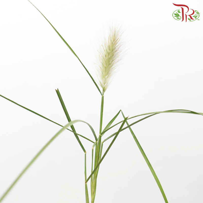 Pennisetum - Light Brown (Per Bunch) - Pudu Ria Florist