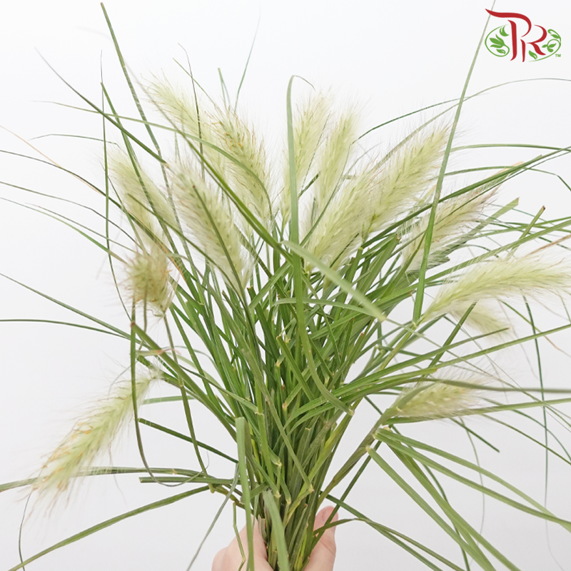 Pennisetum - Light Brown (Per Bunch) - Pudu Ria Florist