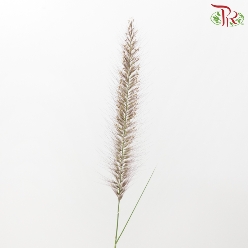 Pennisetum 《狼尾草》