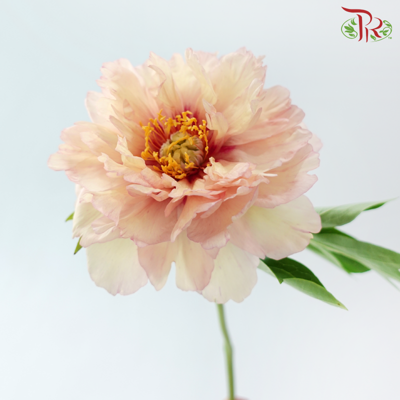 Peony ***Fragile (Small/ Medium Size)