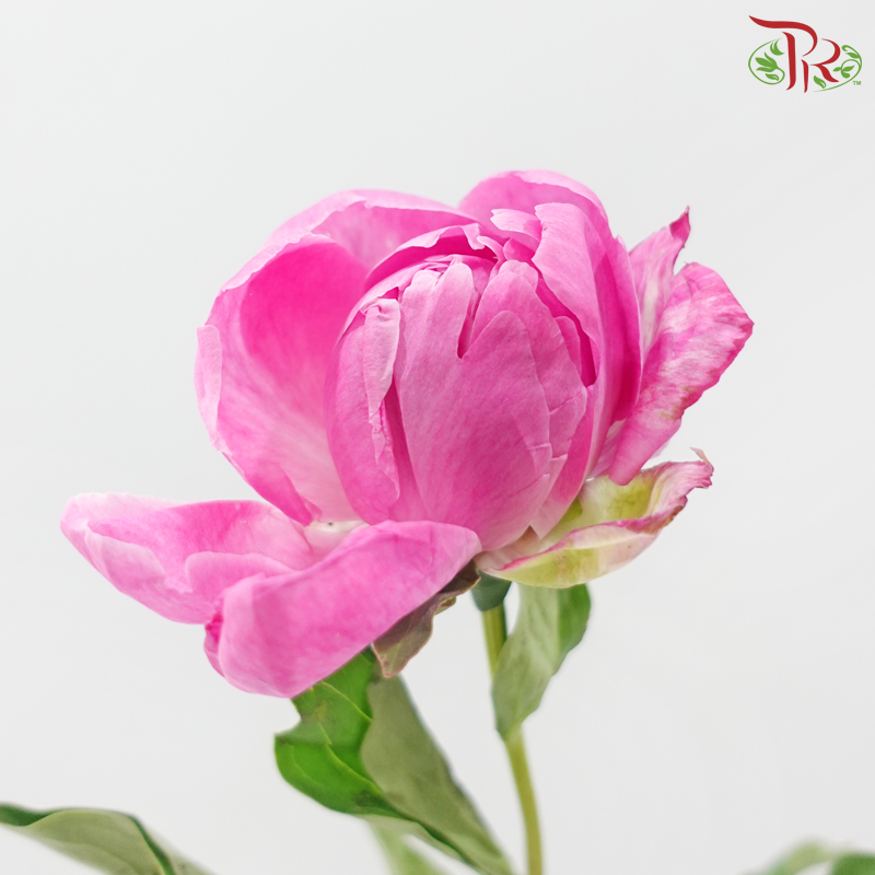 Peony 《牡丹》- Small / Medium Head