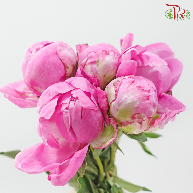 Peony 《牡丹》- Small / Medium Head