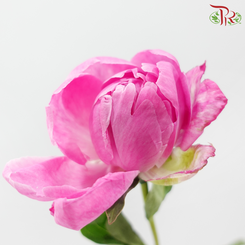 Peony 《牡丹》- Small / Medium Head