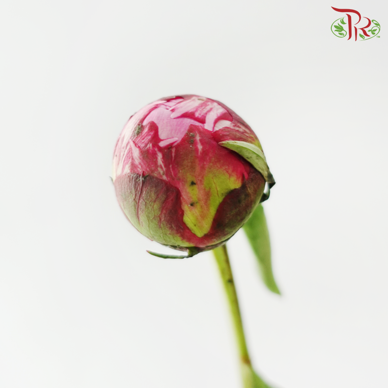 Peony ***Fragile (Small/ Medium Size)