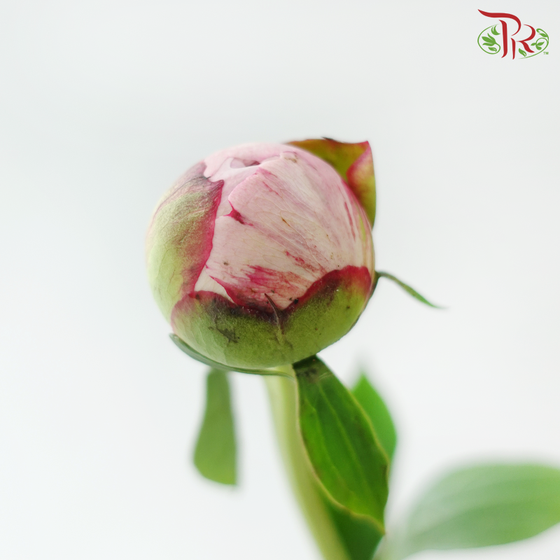 Peony ***Fragile (Small/ Medium Size)