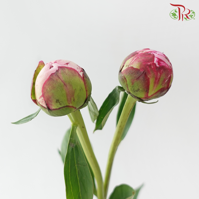 Peony ***Fragile (Small/ Medium Size)