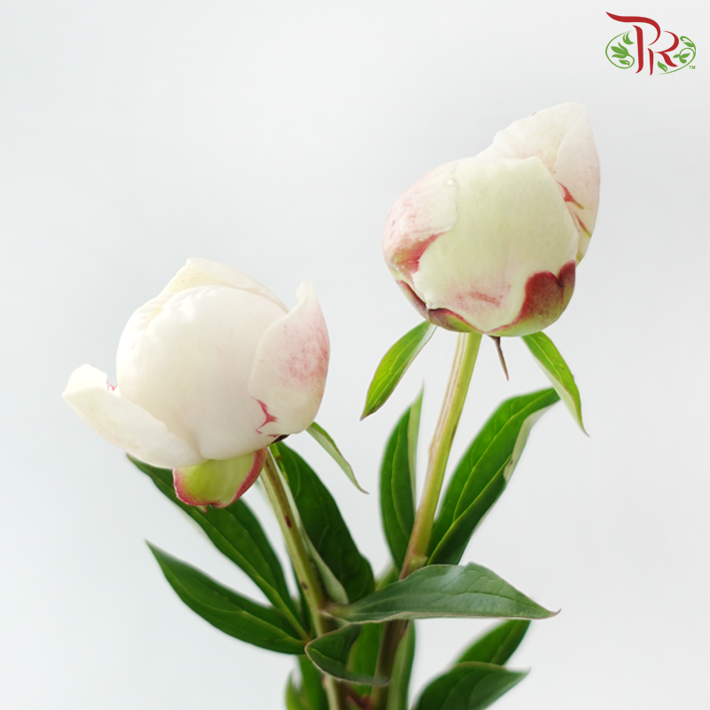 Peony ***Fragile (Small/ Medium Size)