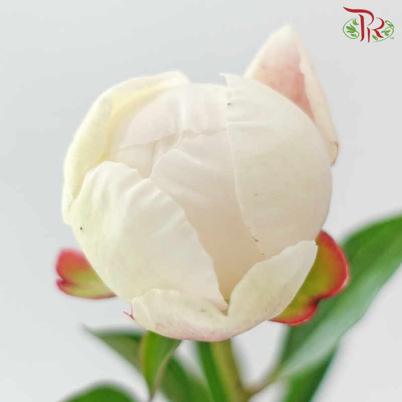 Peony ***Fragile (Small/ Medium Size)