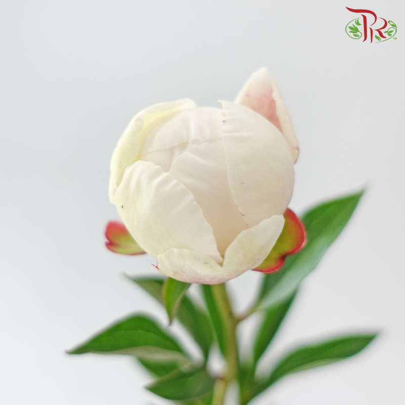 Peony ***Fragile (Small/ Medium Size)