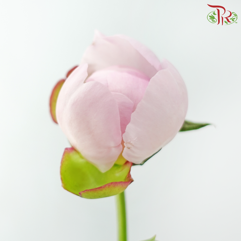 Peony 《牡丹》- Small / Medium Head