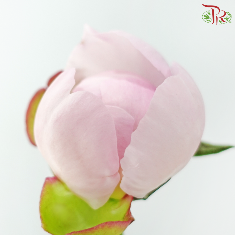 Peony 《牡丹》- Small / Medium Head