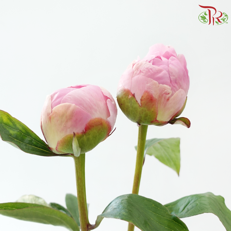 Peony ***Fragile (Small/ Medium Size)