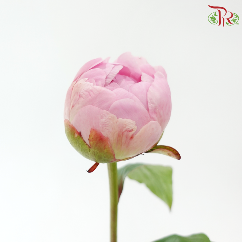 Peony ***Fragile (Small/ Medium Size)