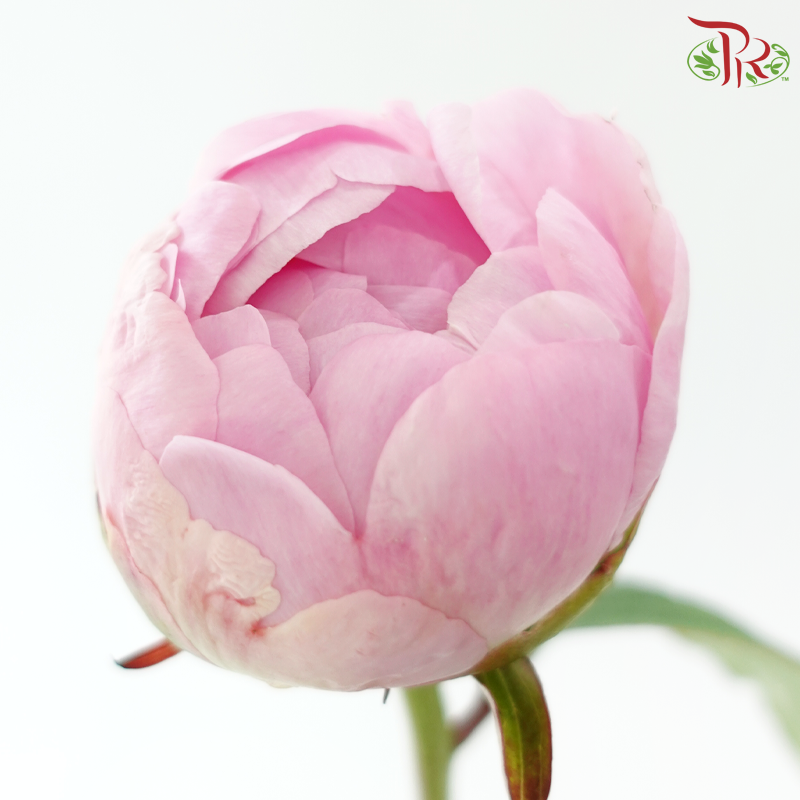 Peony ***Fragile (Small/ Medium Size)