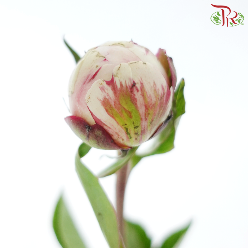 Peony 《牡丹》- Small / Medium Head