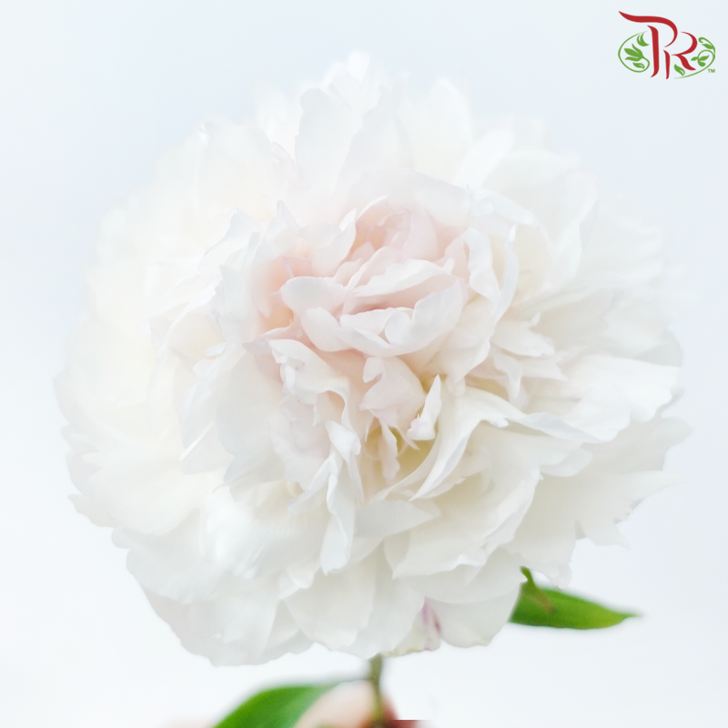 Peony 《牡丹》- Small / Medium Head