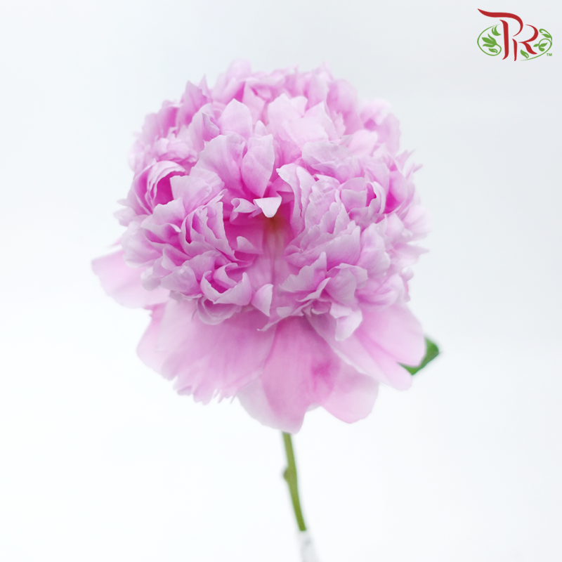 Peony 《牡丹》- Small / Medium Head