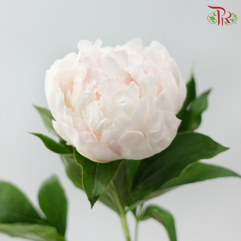 Peony 《牡丹》- Small / Medium Head