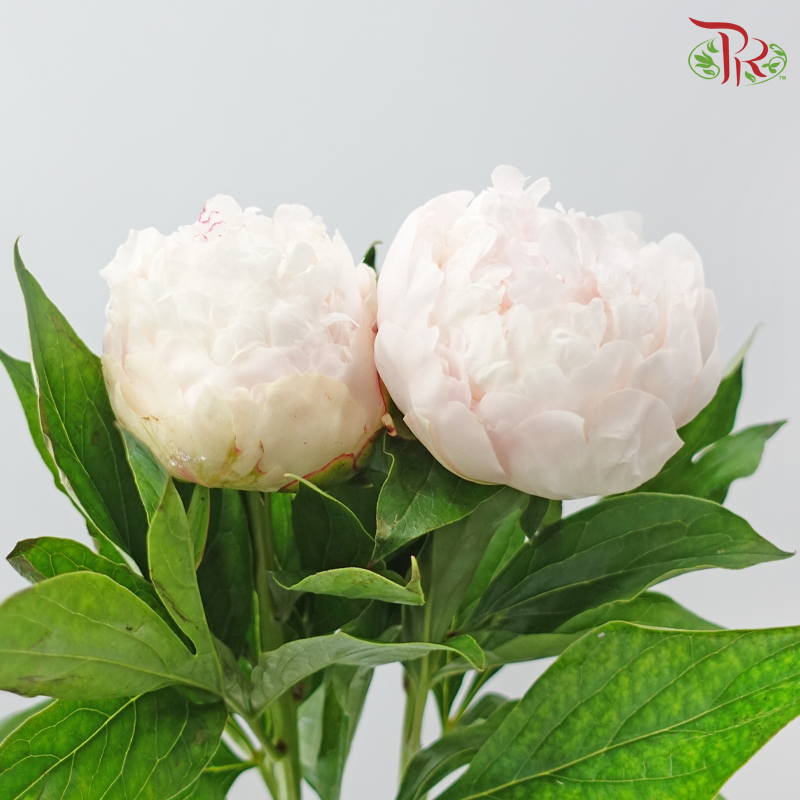 Peony 《牡丹》- Small / Medium Head