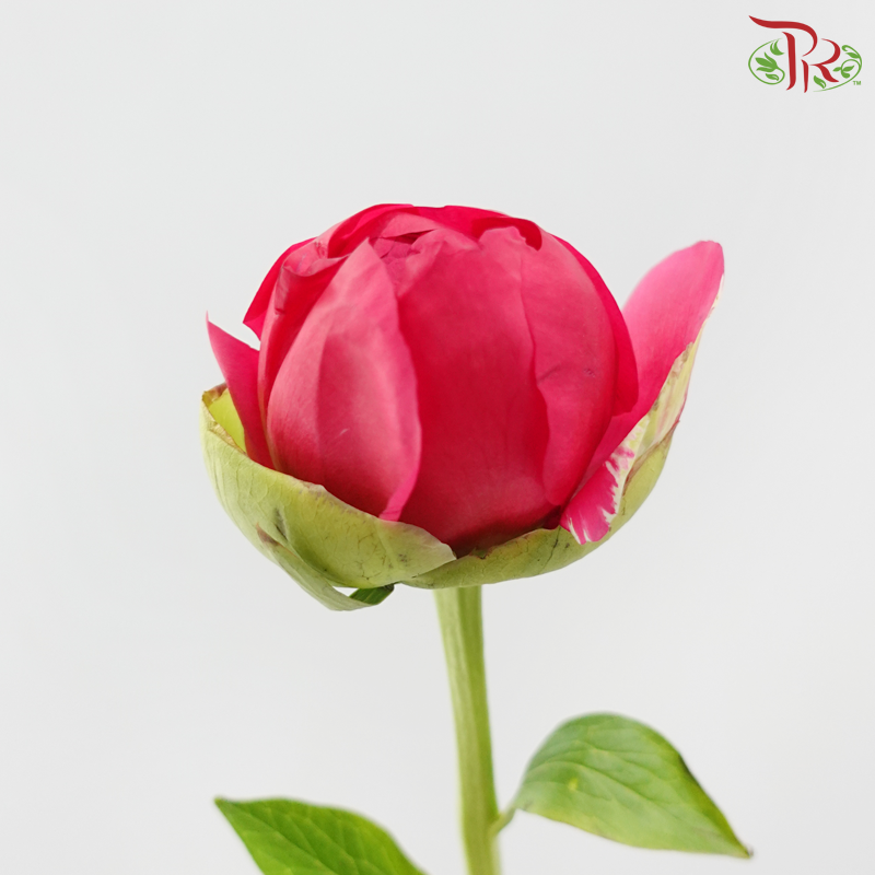 Peony 《牡丹》- Small / Medium Head