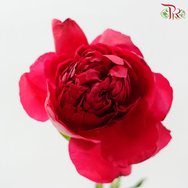 Peony 《牡丹》- Small / Medium Head